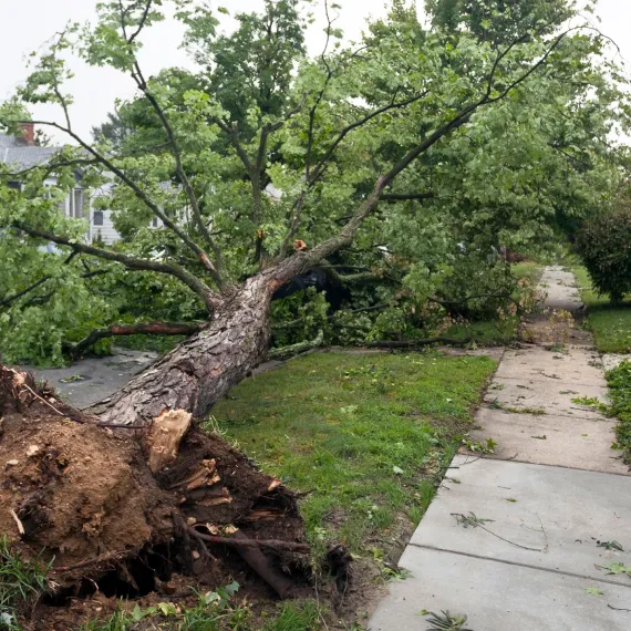 Emergency Tree Services & Storm Cleanup