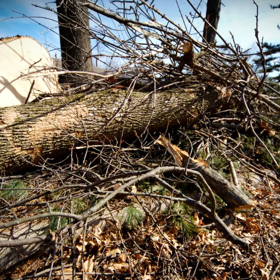 Junk Removal Services