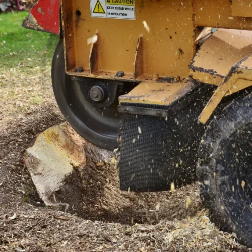 Stump Grinding & Removal 1
