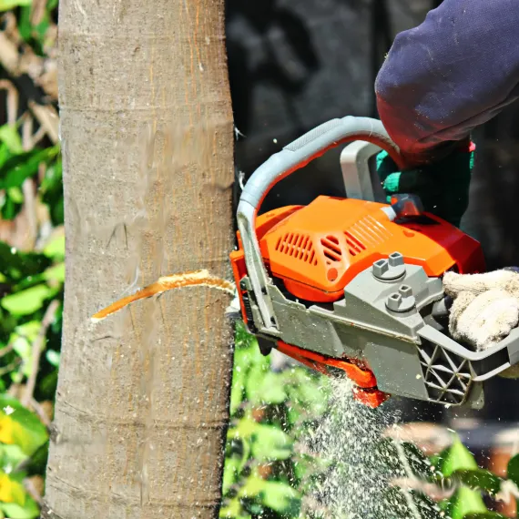 Tree Removal Services 1