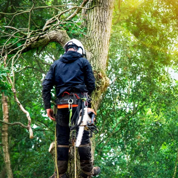 Tree Removal Services
