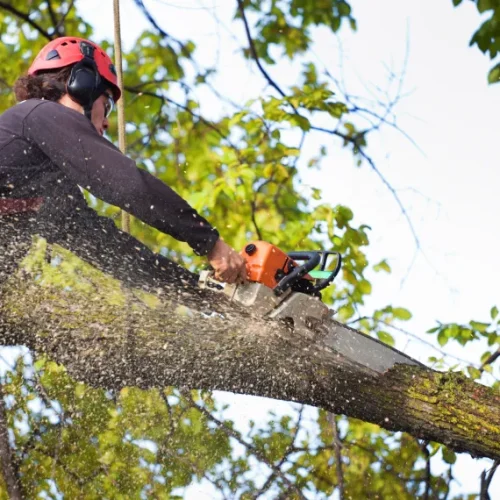 Tree Trimming & Pruning 1